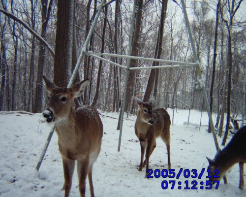Picture of some whitetail deer from a leaf river scouting camera.